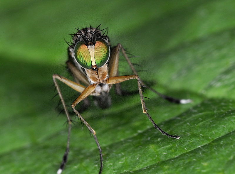 134 Tiere Makro Fliege D31_4931 Kopie.jpg